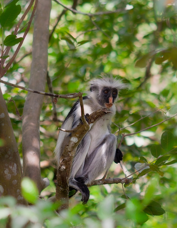 _MG_2157.jpg - Kočkodan bělohrdlý zanzibarský.