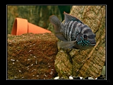 IMG_7686b